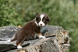 BERGER AUSTRALIEN PUPPIES 816